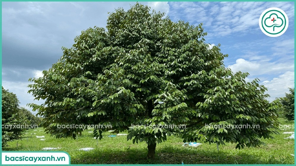 Rửa vườn sầu riêng